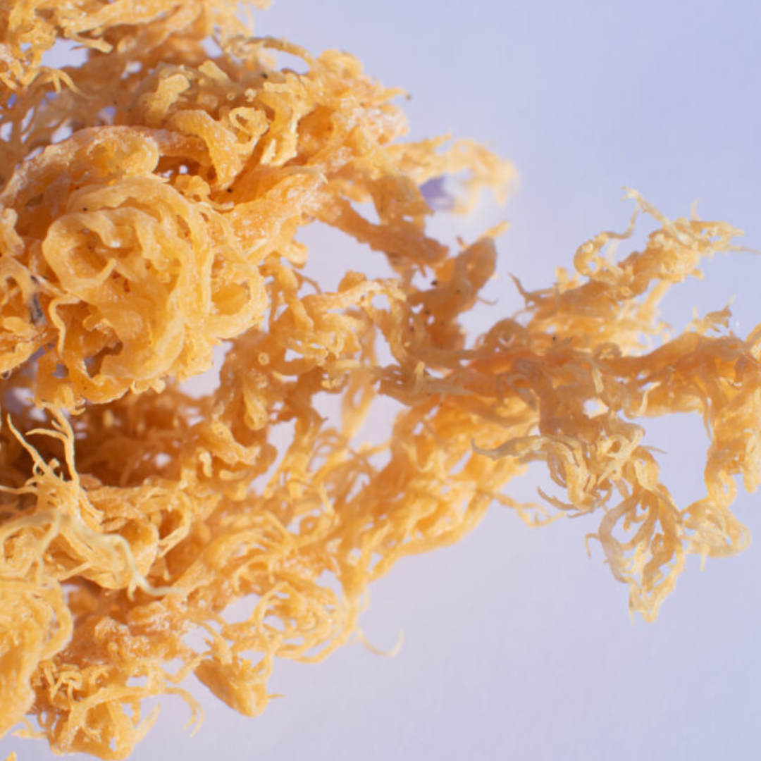 Raw Sun-Dried Sea Moss